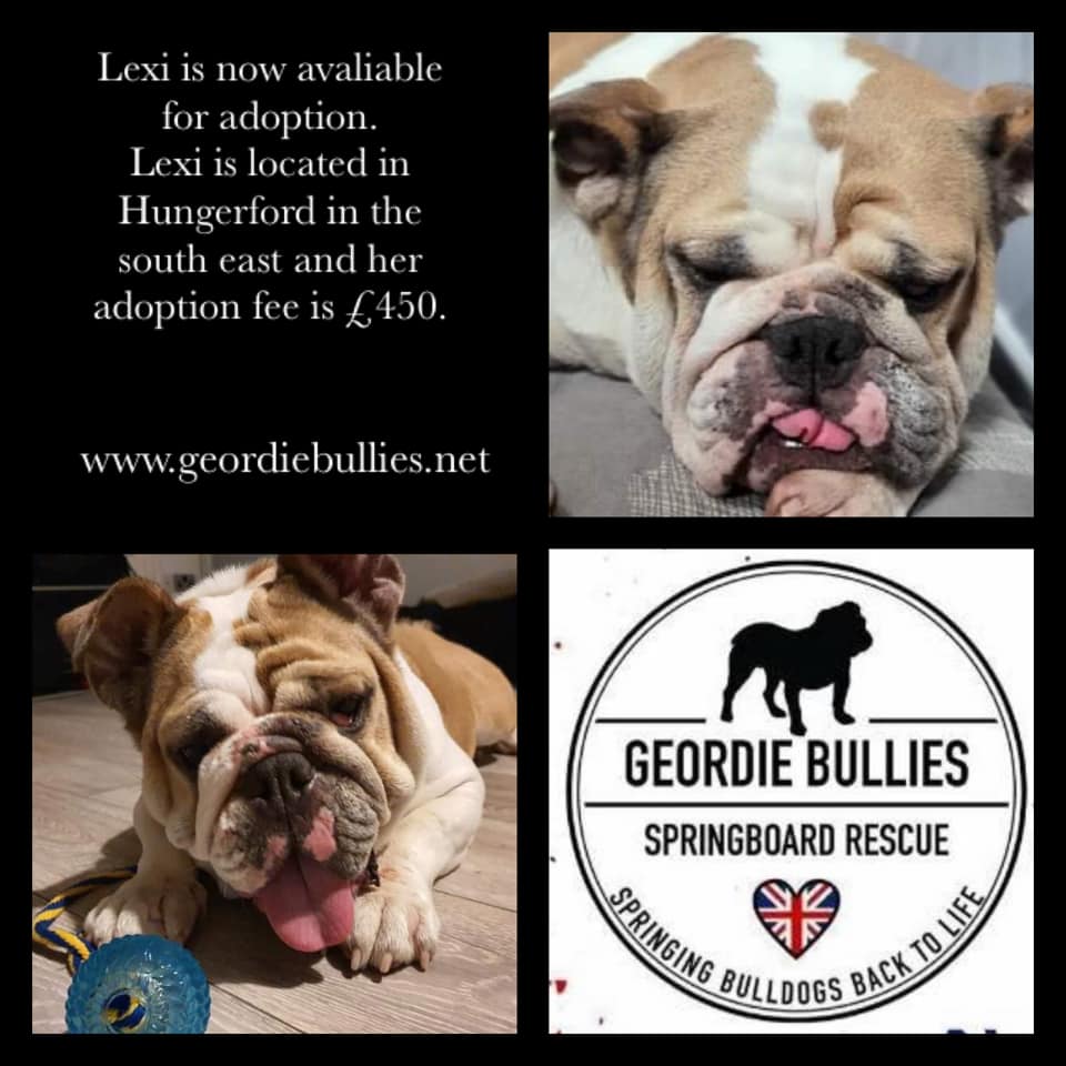 Lexi - Now adopted - Geordie Bullies Springboard