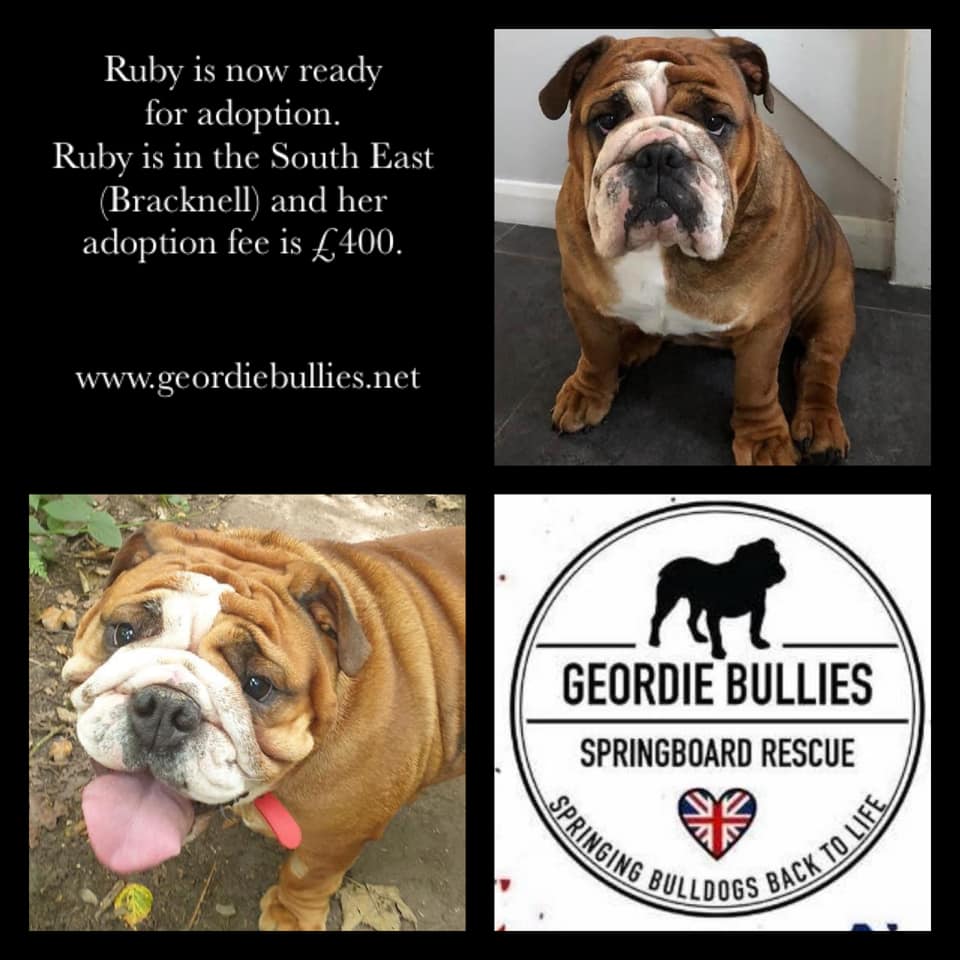 Ruby - Now adopted - Geordie Bullies Springboard