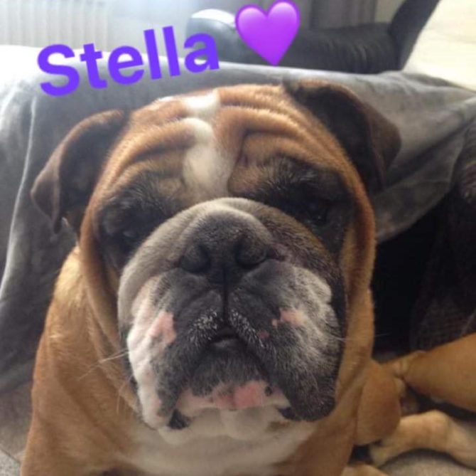 Stella – Now Adopted