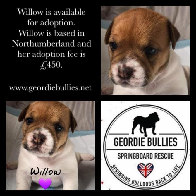Willow – Now Adopted