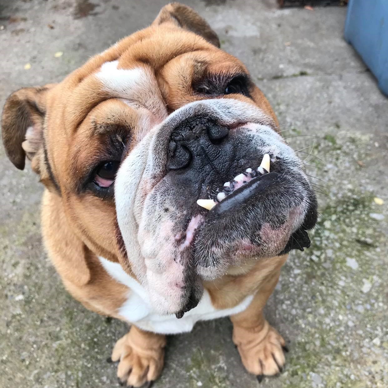 Buddy now adopted geordie bullies springboard