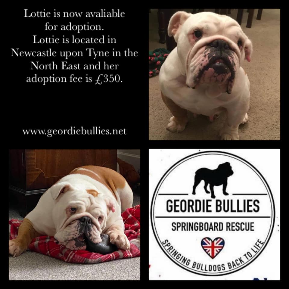 Lottie - Now Adopted - Geordie Bullies Springboard