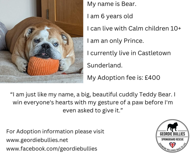 Bear – Available – North East