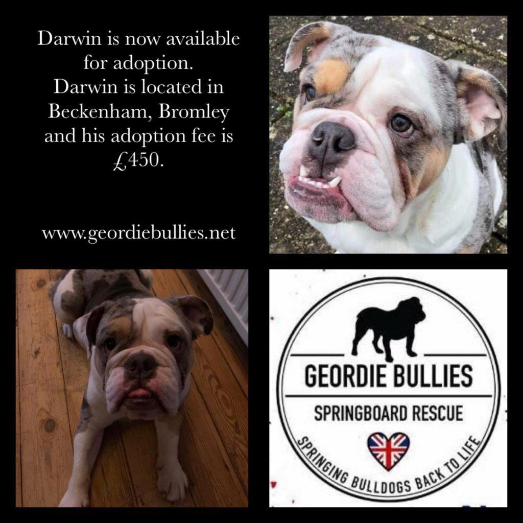 Darwin Now Adopted Geordie Bullies Springboard