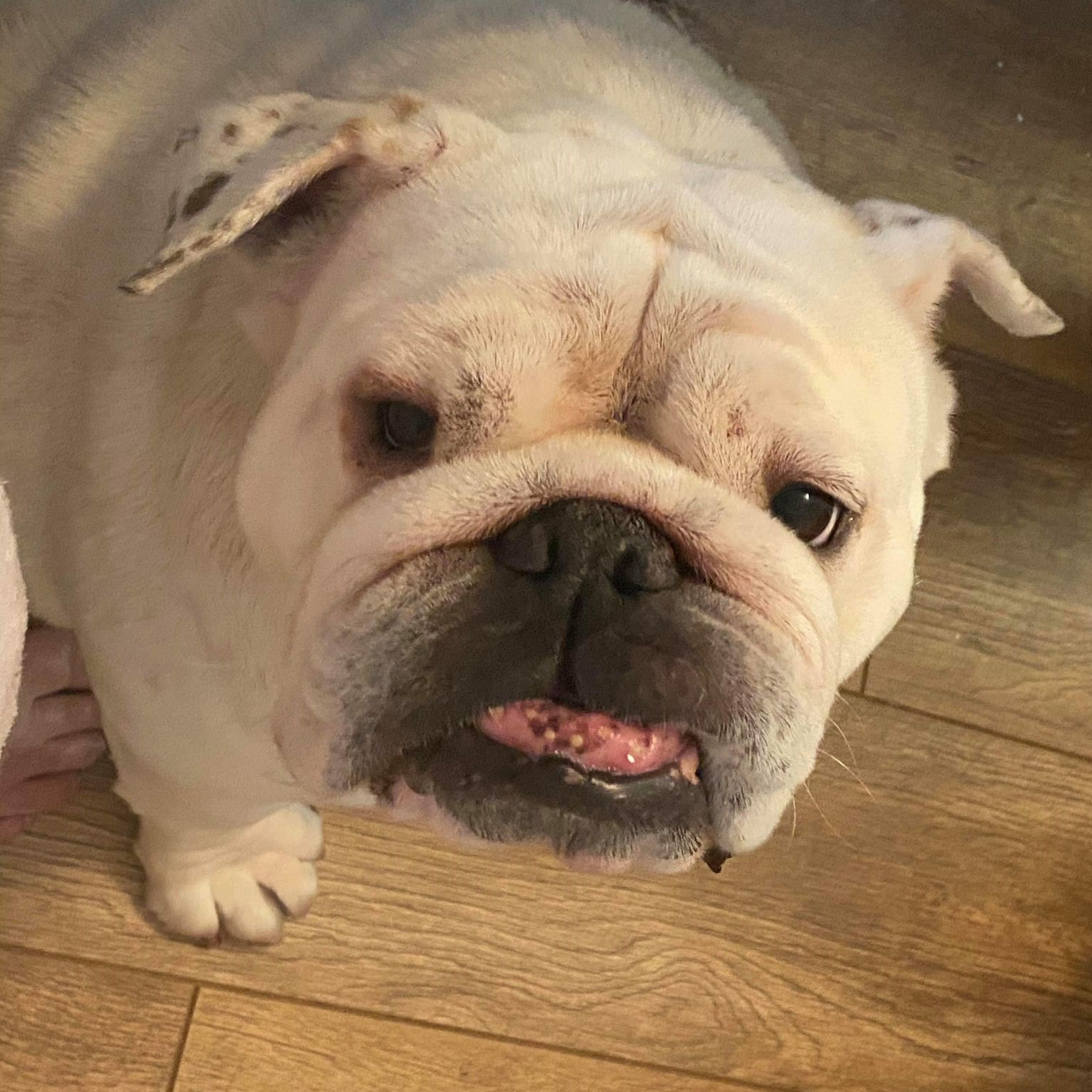 Dottie Now Adopted Geordie Bullies Springboard