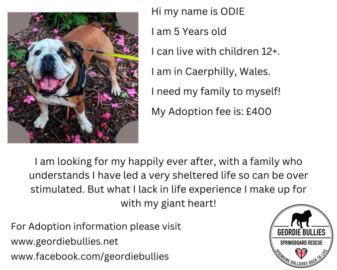 Odie – Applications closed!