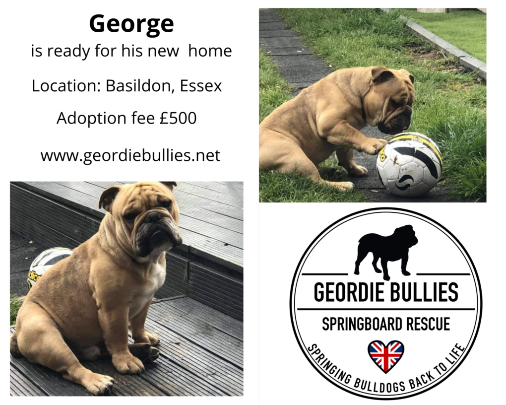 George - Now Adopted - Geordie Bullies Springboard