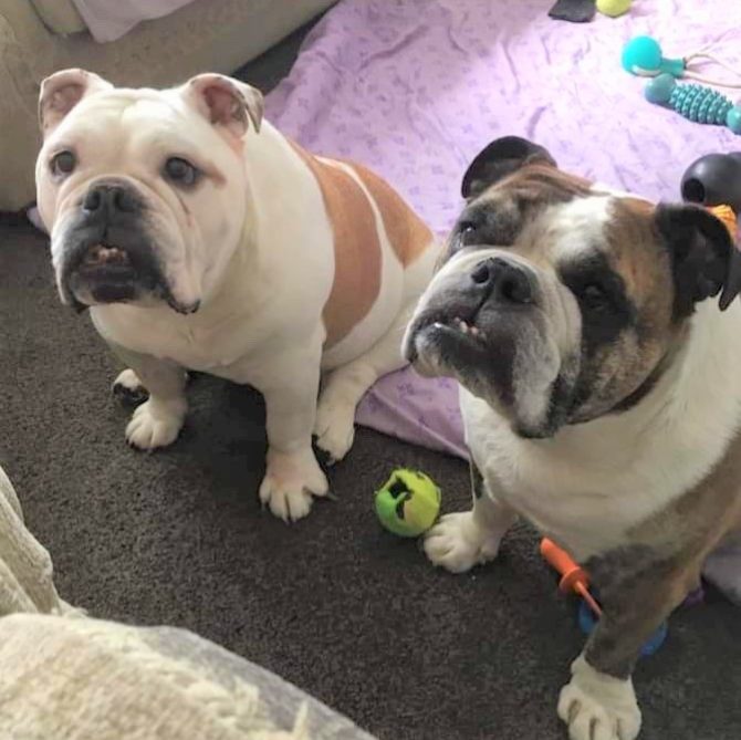Bobbi & Bruce – ready for adoption -North East