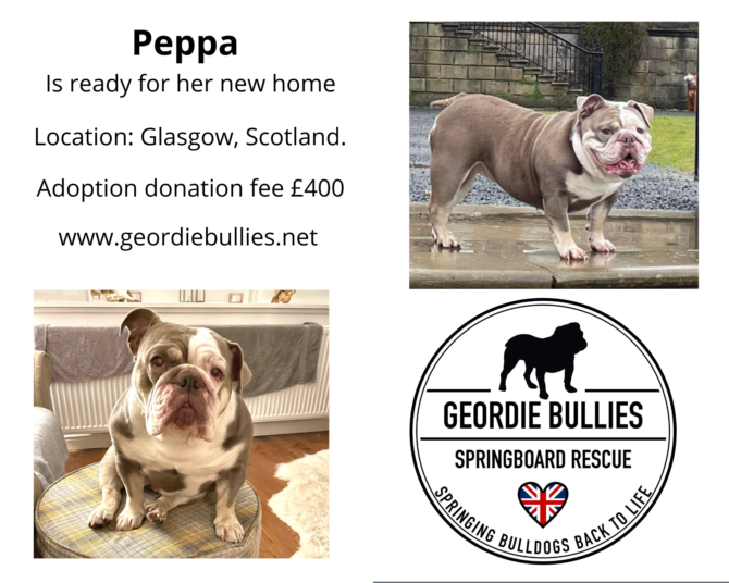 Peppa – Ready for Adoption!