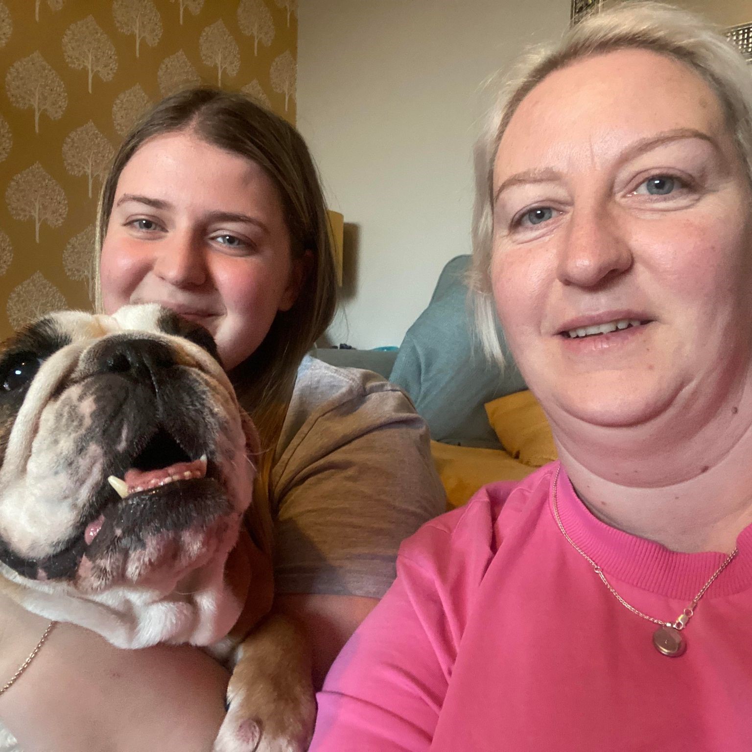 Elsie Now Adopted! Geordie Bullies Springboard