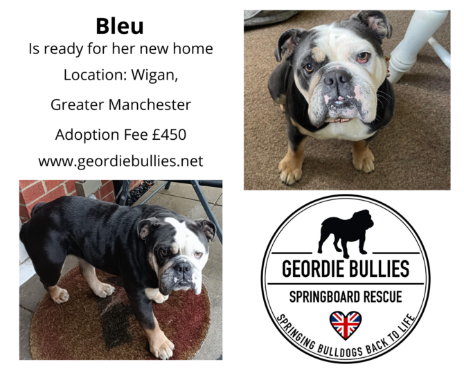 Bleu -Ready for Adoption- North West!