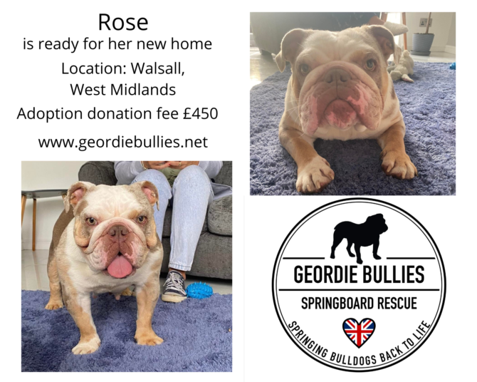 Rose – Ready for adoption – Midlands
