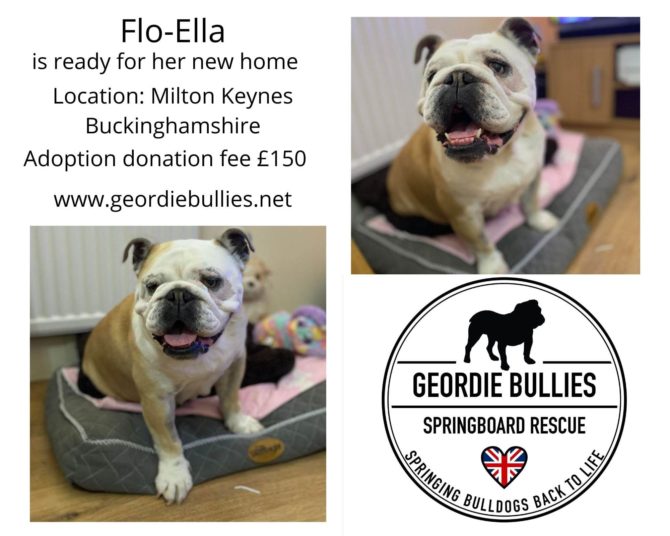 Flo – is ready for adoption – Midlands