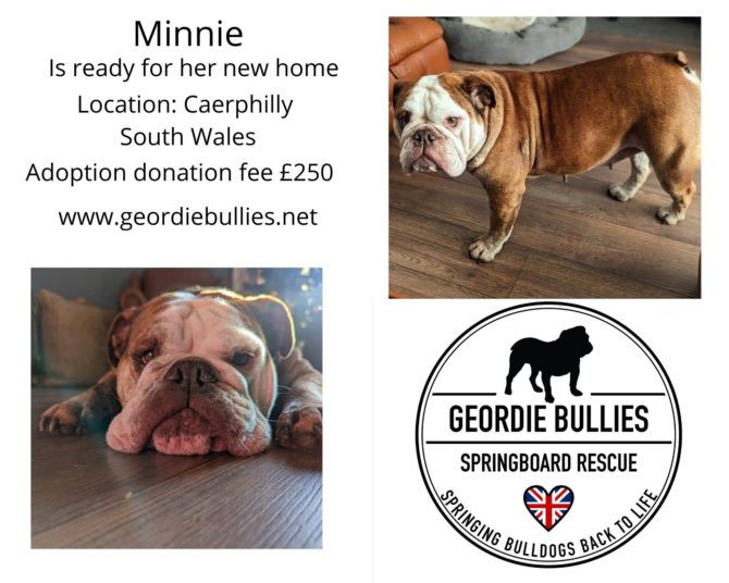 Minnie – adoption closed – South West