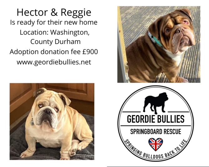 Hector & Reggie – Ready for Adoption- North East