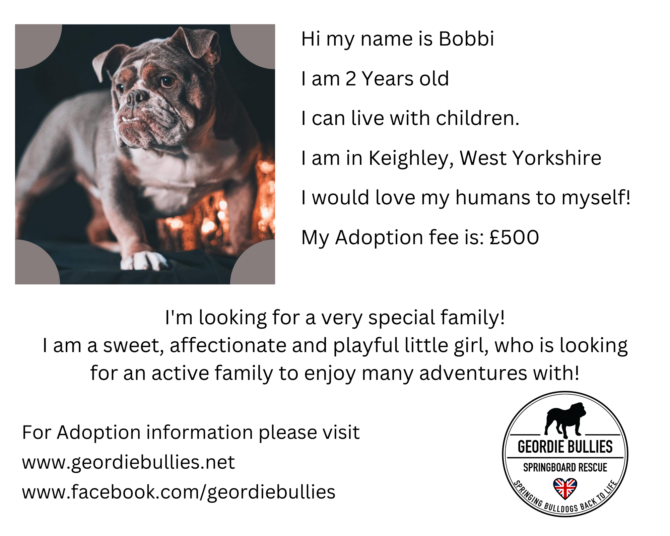 Bobbi – Ready for Adoption! – West Yorkshire