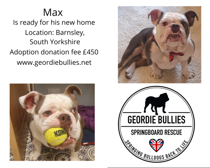 Max – Ready for Adoption! – Yorkshire