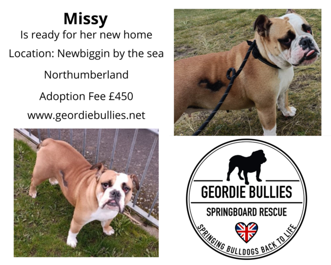 Missy – Ready for Adoption – North East