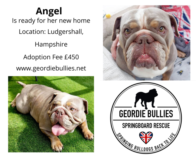 Angel – Ready for Adoption-South East