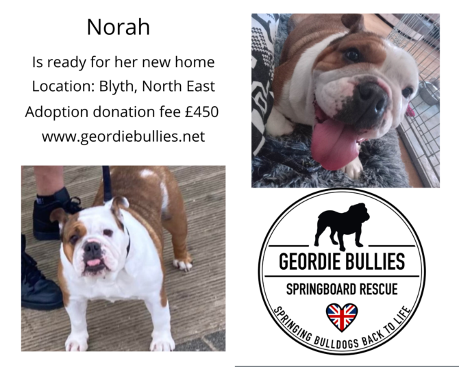 Norah – Ready for Adoption! – North East