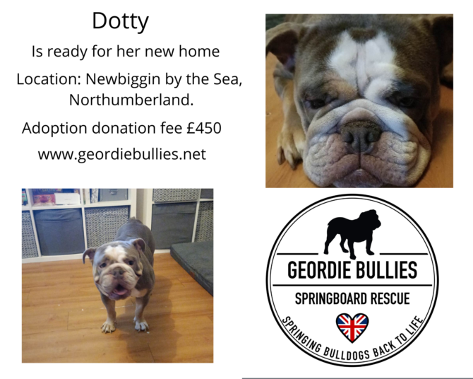 Dotty – Ready for Adoption- North East