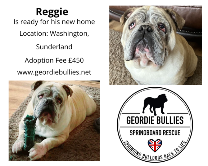 Reggie – Ready for Adoption-North East