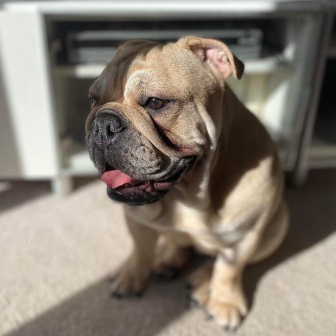Bella – In Foster – South East