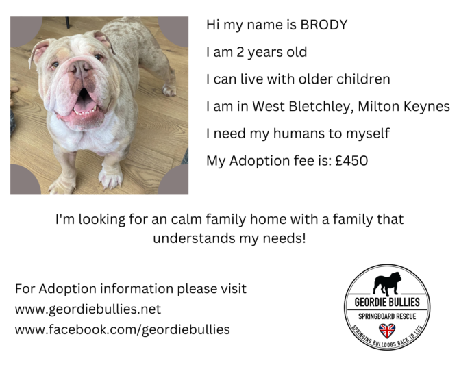 Brody- Ready for Adoption!- Midlands