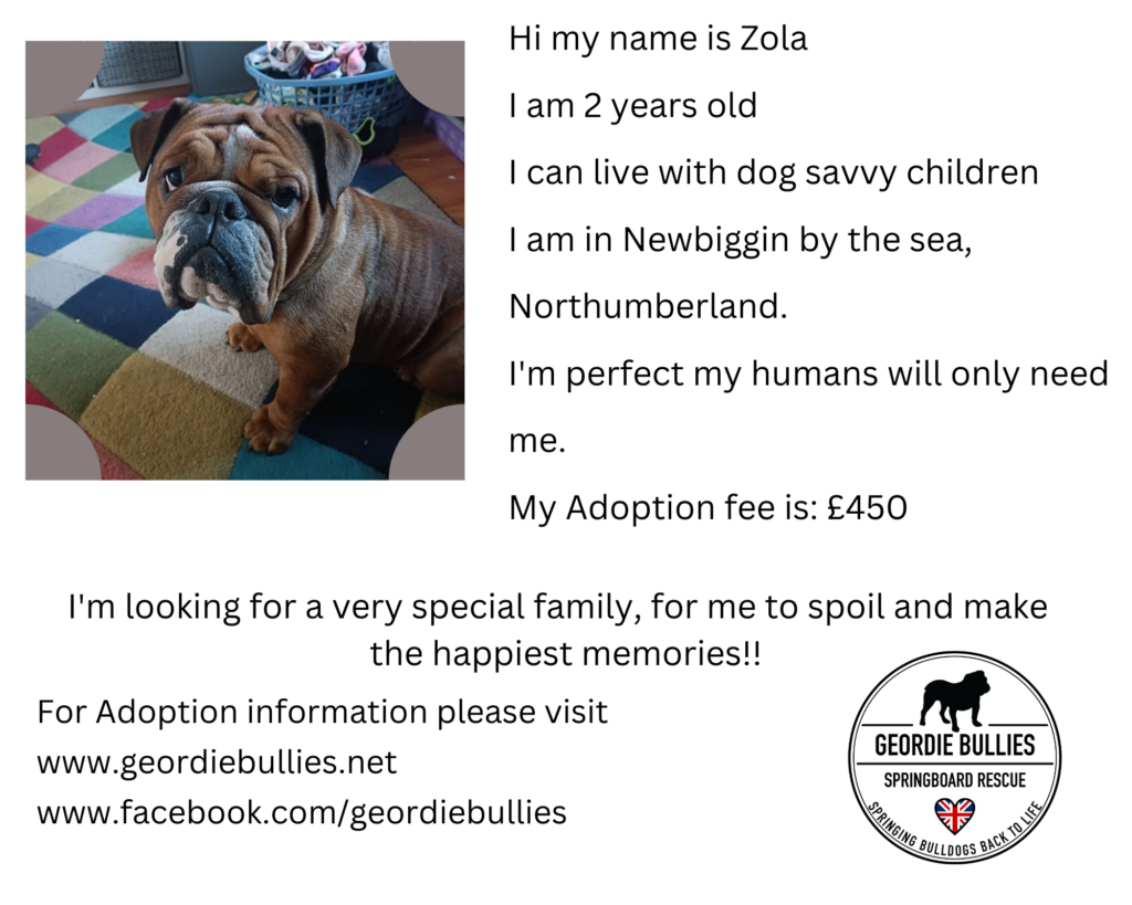 Zola Now Adopted! Geordie Bullies Springboard