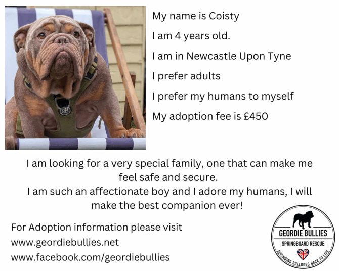 Coisty – Ready for Adoption – North East