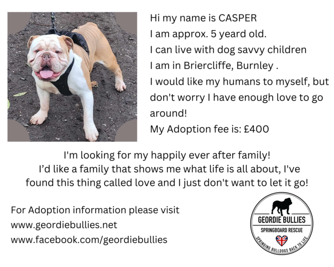 Casper – Ready for Adoption – North West