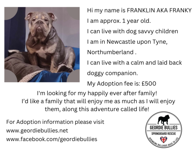 Franklin – Ready for Adoption! – North East