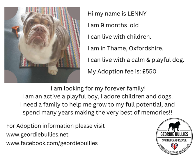 Lenny – Ready for Adoption! – South East