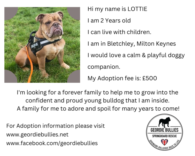 Lottie – Ready for Adoption!  – Midlands