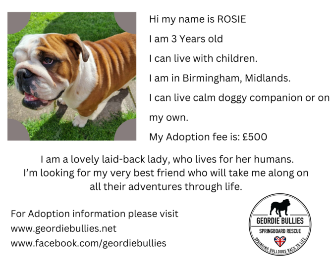 Rosie – Applications Closed! -Midlands