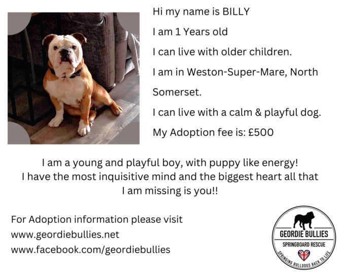 Billy – Ready for Adoption! – South West