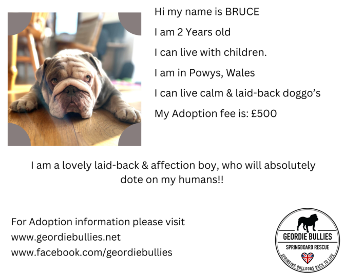 Bruce – Ready for Adoption! – Wales