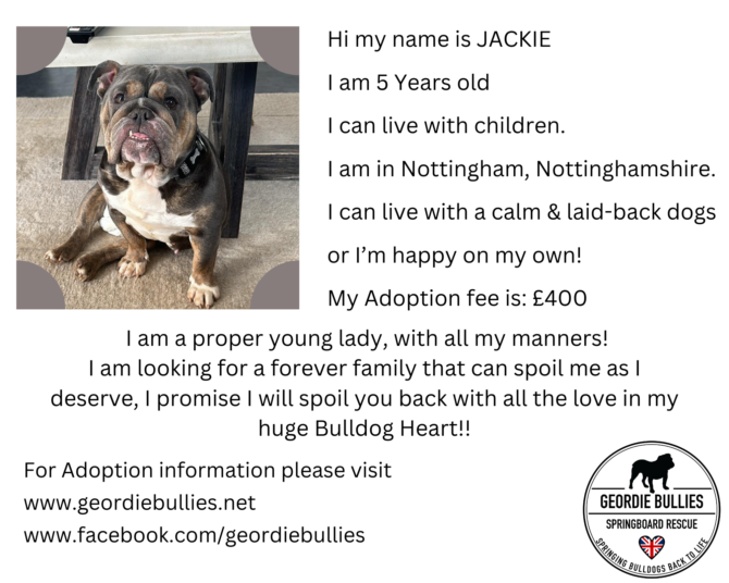 Jackie – Ready For Adoption! – Midlands