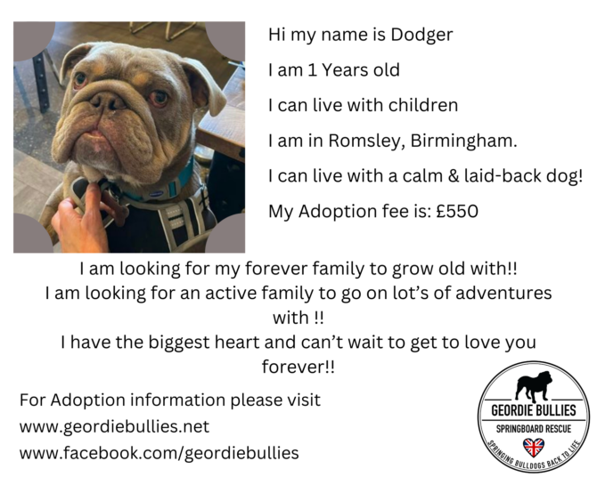 Dodger – Ready for Adoption! – Midlands