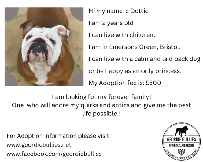 Dottie – Ready for Adoption! – South West