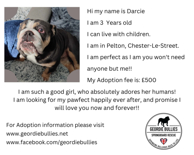 Darcie – Applications closed! – North East
