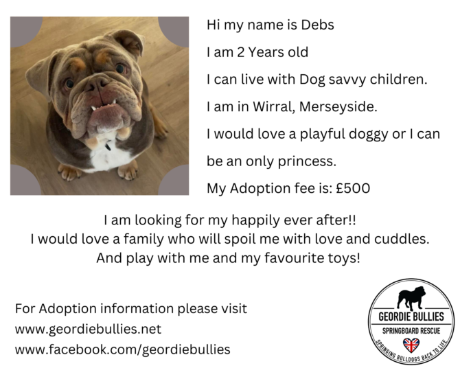 Debs – Ready for Adoption! – North West
