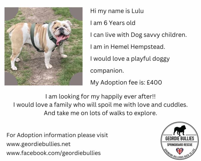 Lulu – Ready for Adoption! -South East