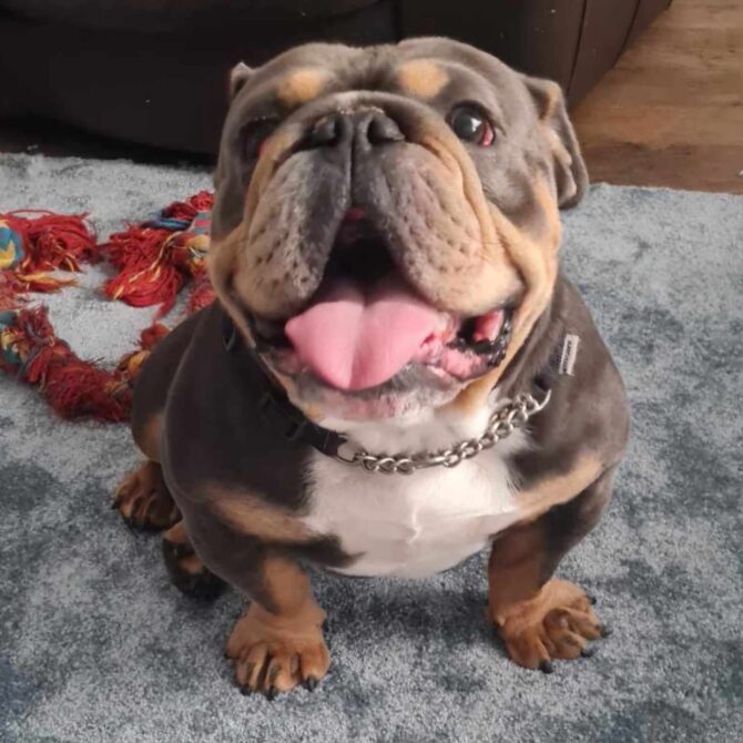 Charlie – In foster -North East