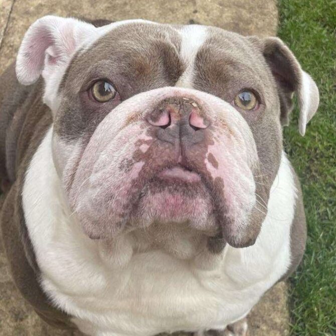 Otis – In foster – South West