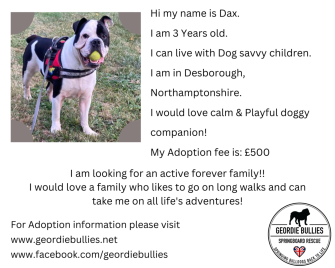 Dax – Ready For Adoption! – Midlands