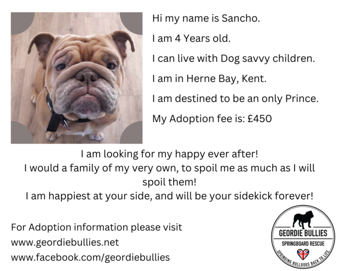 Sancho – Ready for Adoption! – South East