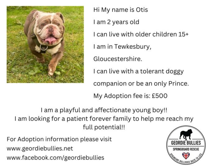 Otis – Ready For Adoption – South West