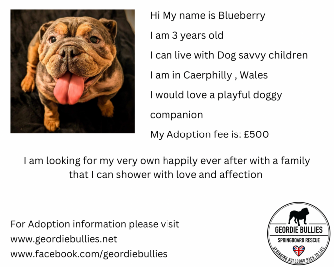 Blueberry – Ready for Adoption! – Wales