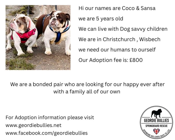 Coco & Sansa – Ready for Adoption! – Midlands